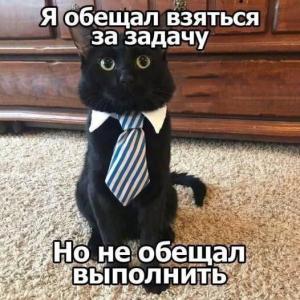 zorro8778